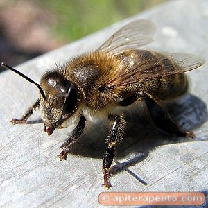 foto de abeja obrera, la gran trabajadora HD